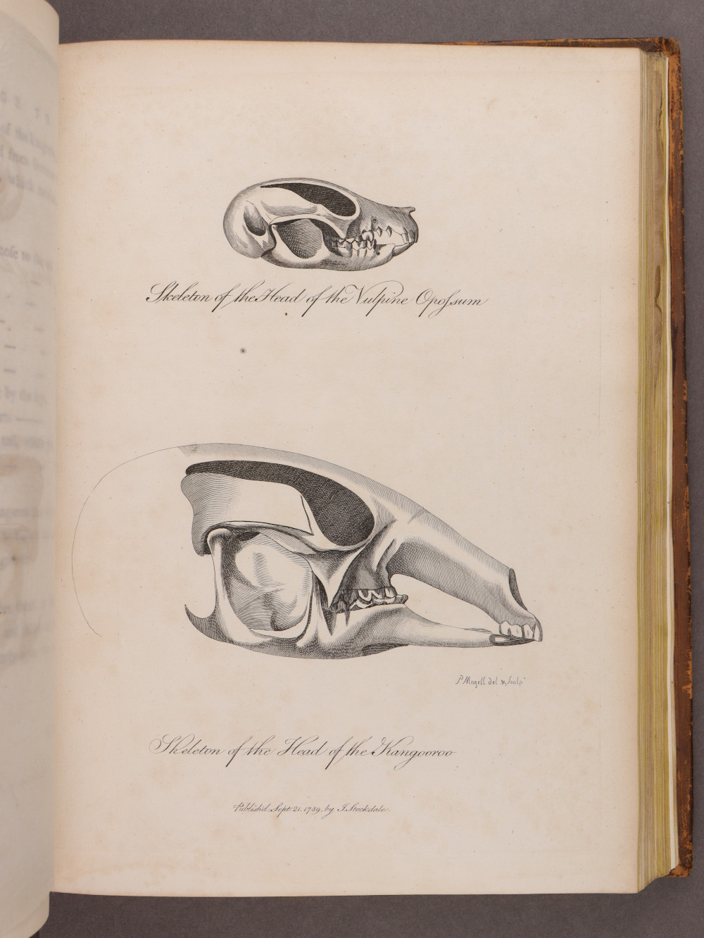 Plate 30